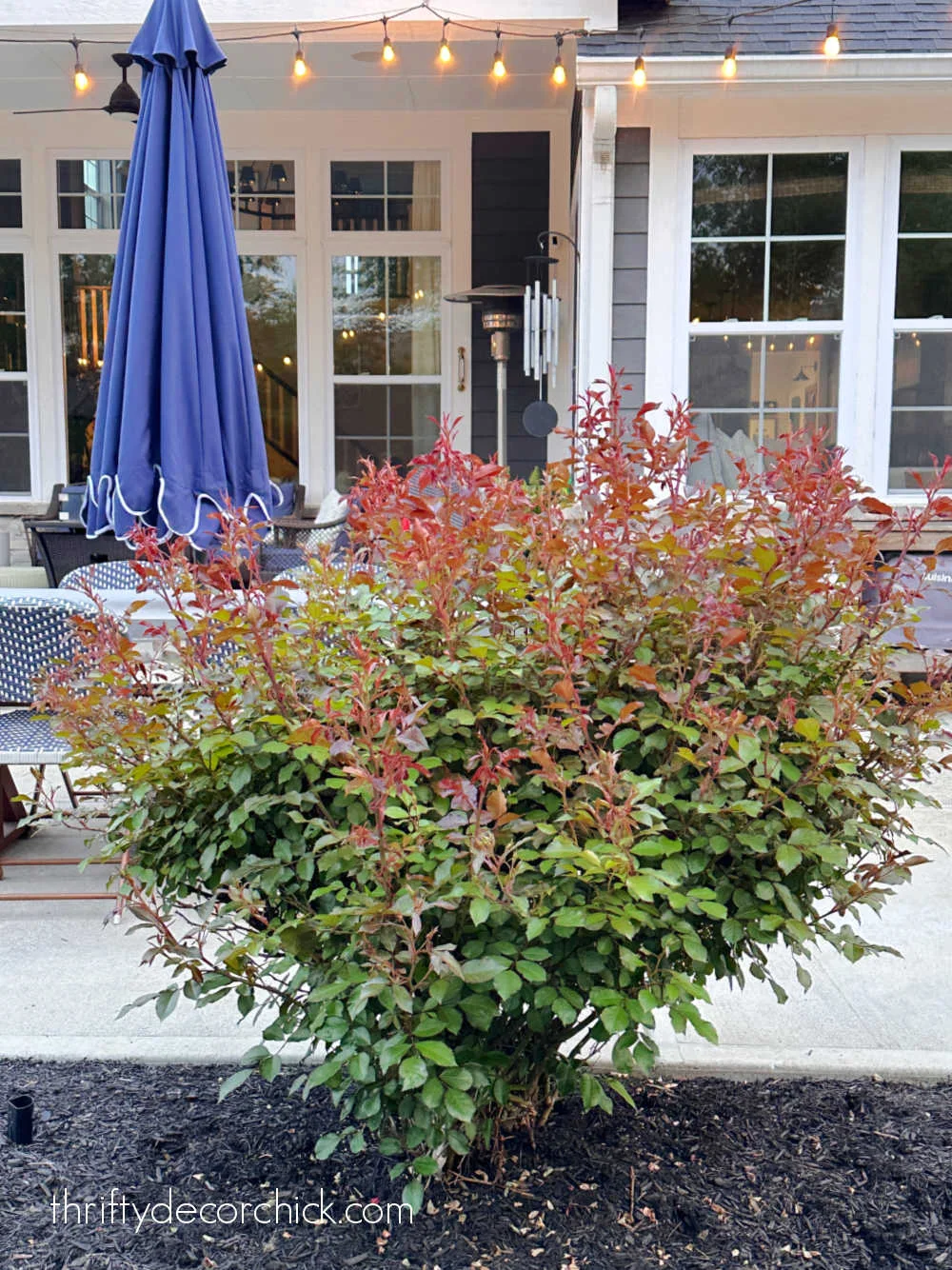 big knock out rose by patio